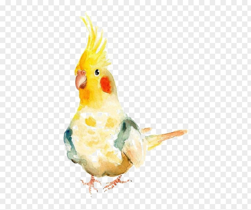 Parrot Bird Watercolor Painting Cockatiel PNG