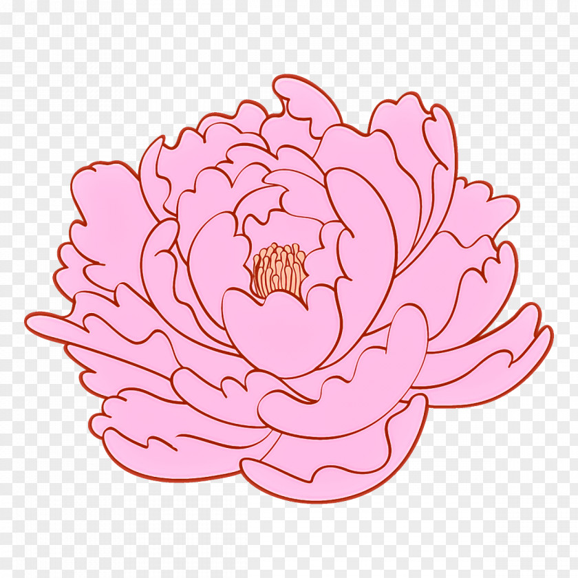 Pink Petal Flower Plant Lotus Family PNG