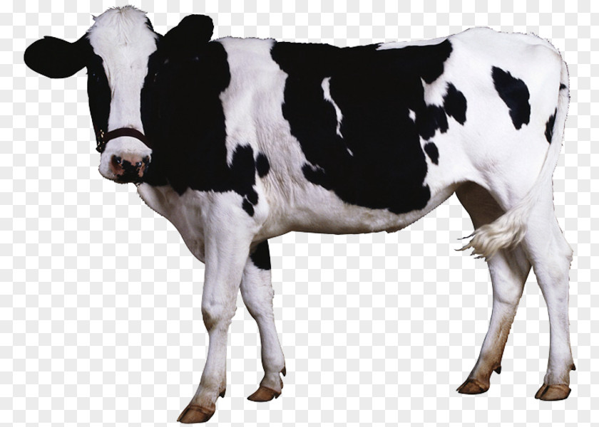 Beef Cattle Dairy Clip Art PNG