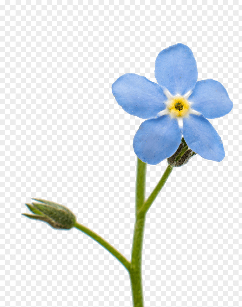 Forget Me Not Flower Scorpion Grasses Blue Stock Photography Tulip PNG