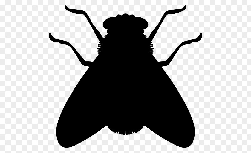 Insect Silhouette Fly Cockroach PNG