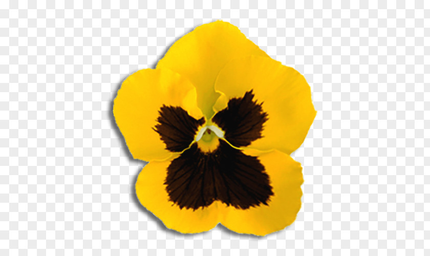 Pansy Flower Yellow California Golden Violet Ornamental Plant PNG