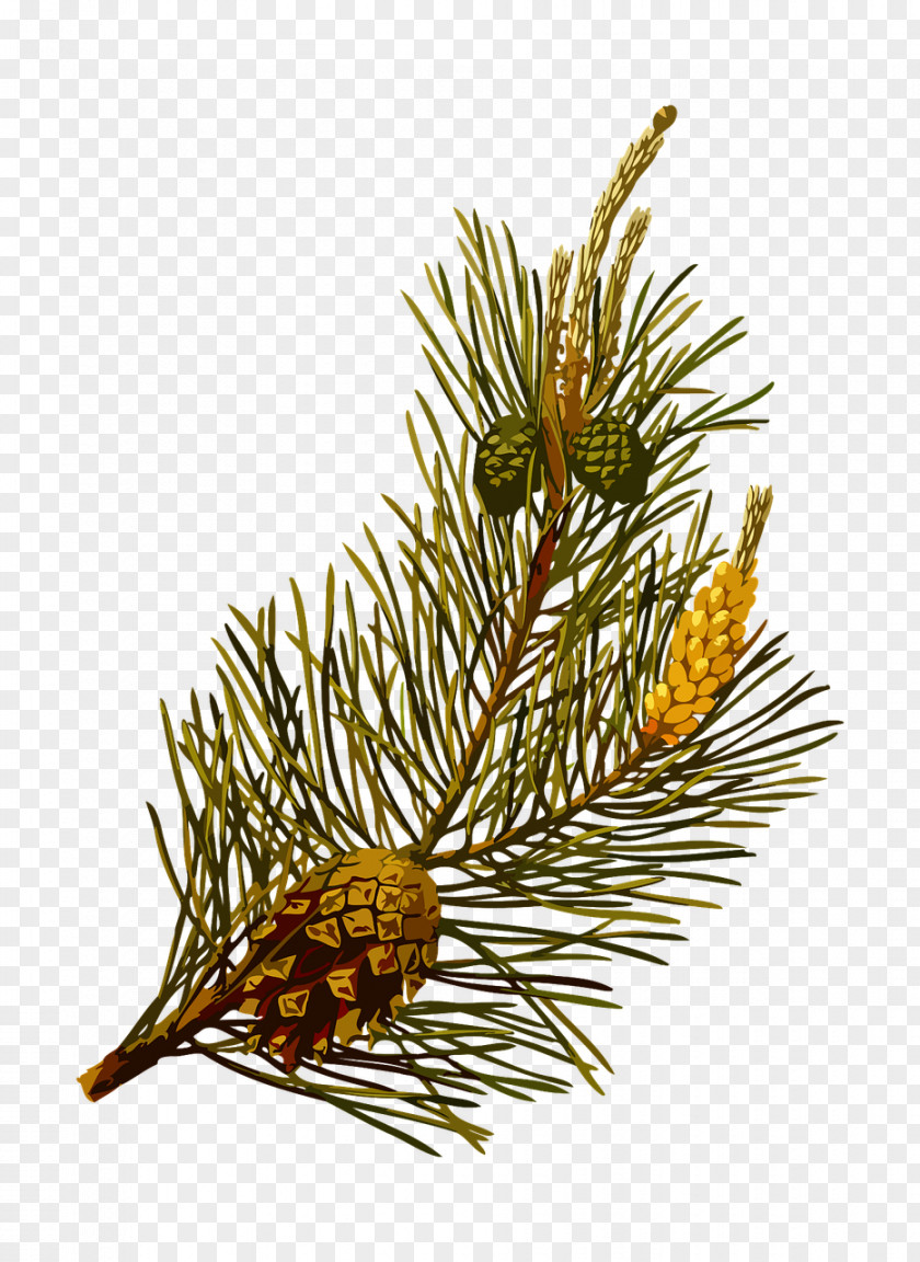 Tree Köhler's Medicinal Plants Scots Pine Conifer Cone Clip Art PNG
