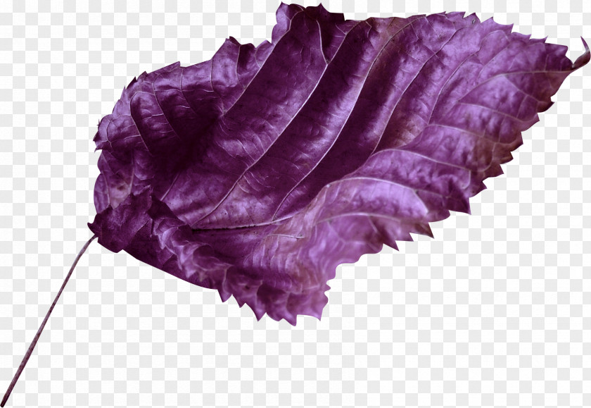 Violet Lilac Purple Clip Art PNG