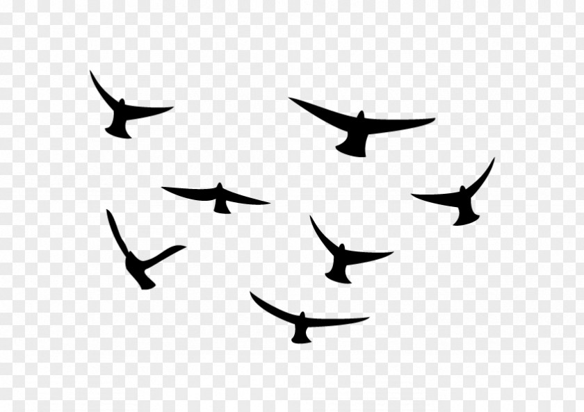 Bird Beak Migration Line Clip Art PNG