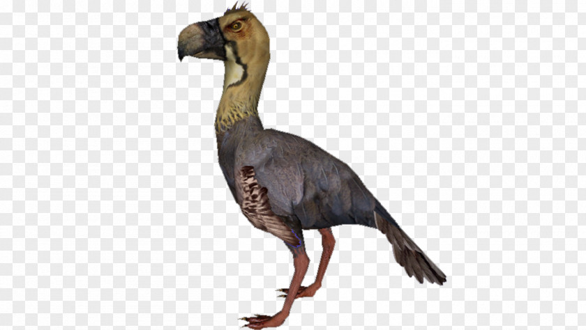 Bird Beak Phorusrhacidae Purussaurus Paraphysornis PNG