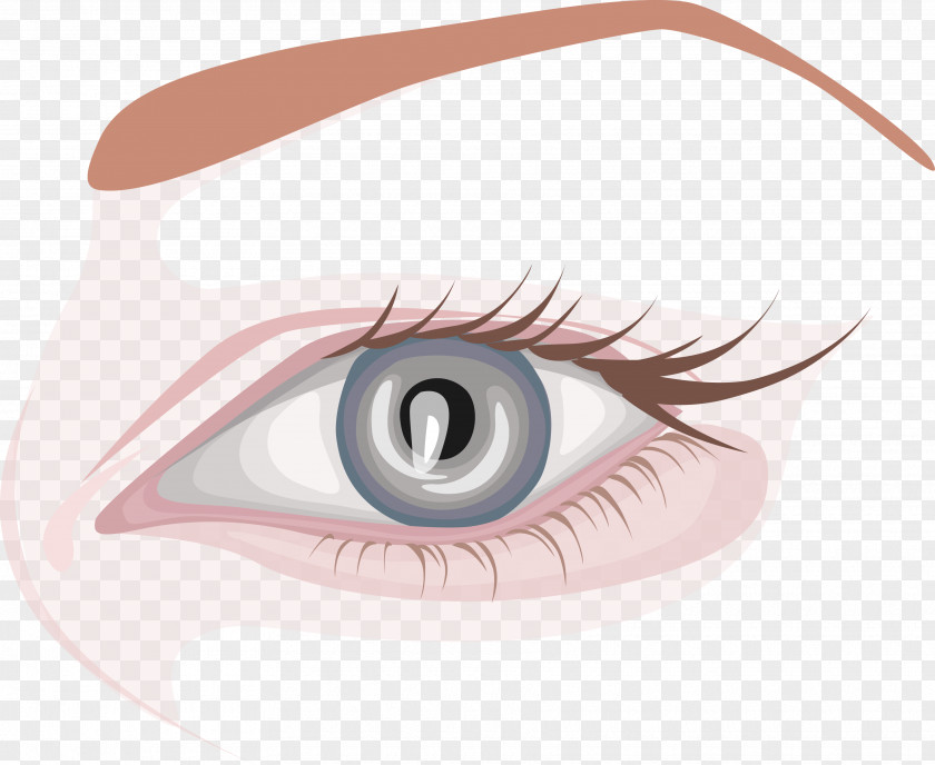 Long Eyelashes Eye Chart Eyebrow Eyelash Extensions Human PNG