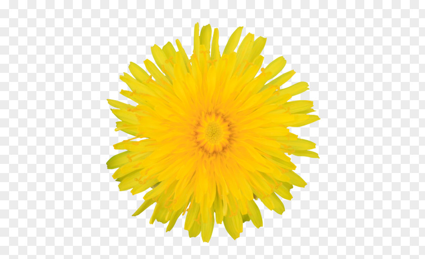 Petal Gerbera Yellow Dandelion Flower English Marigold PNG
