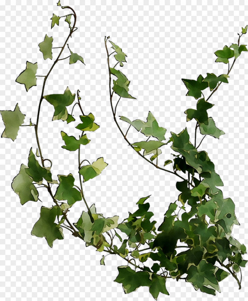 Plant Stem Grape Leaf Twig Plane Trees PNG
