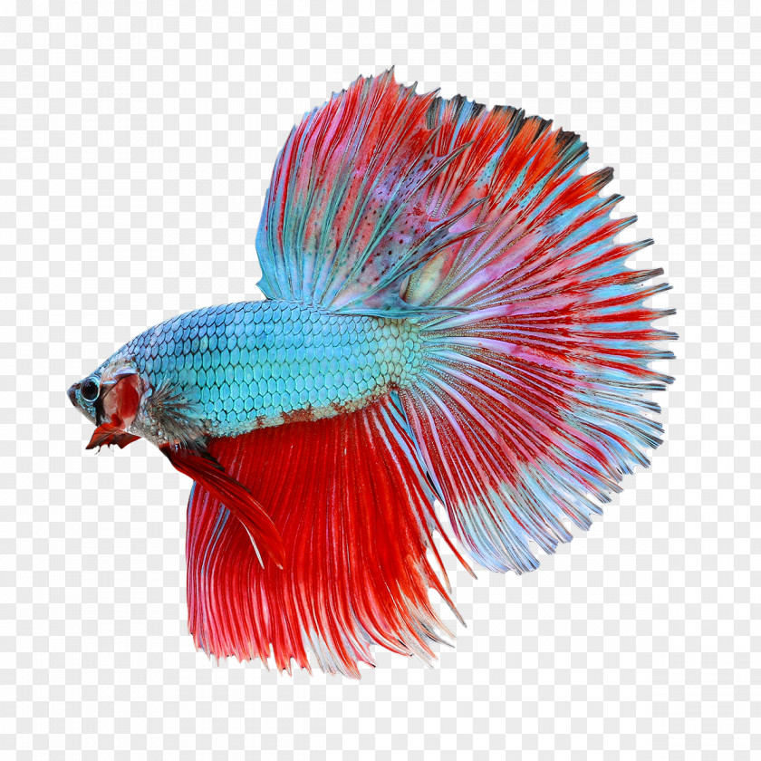 Betta Transparent Image Siamese Fighting Fish Veiltail PNG