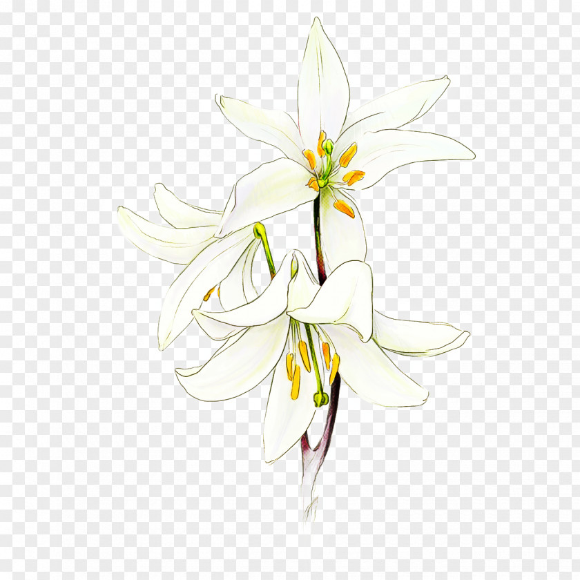 Flower White Plant Petal Pedicel PNG