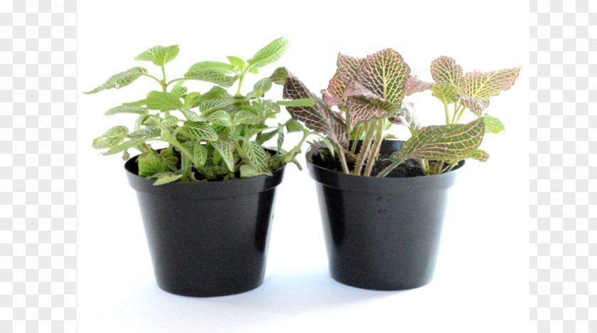 Plant Fittonia Flowerpot Houseplant Climbing Fig PNG