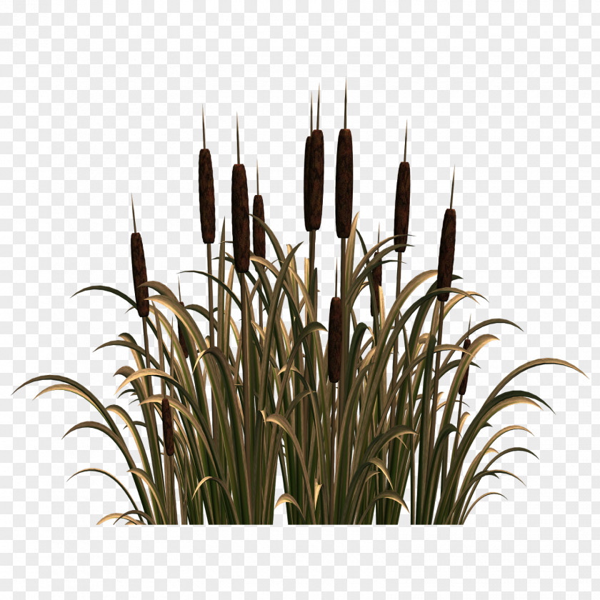 River Plant Common Reed Clip Art PNG