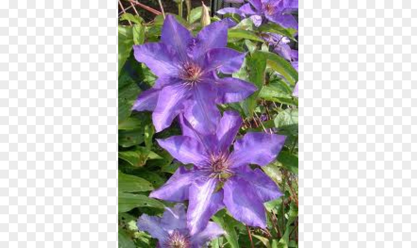 Rose Myrtle Clematis 'Jackmanii' Flower Viticella Garden Vine PNG