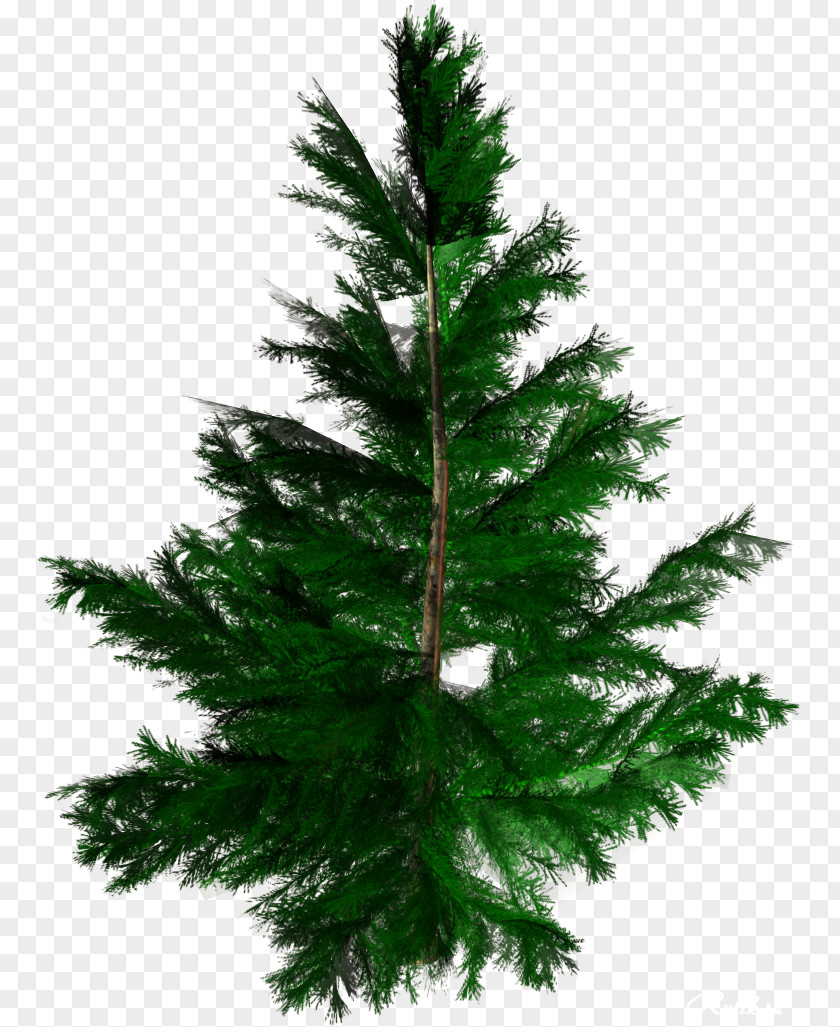 Vigor Green Trees Pictures Tree Conifers Spruce Fir Woody Plant PNG