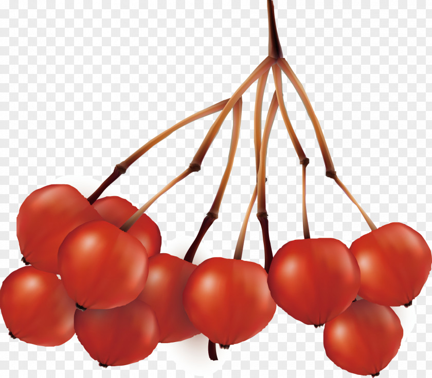 Fresh Fruit Red Cherry Apple PNG