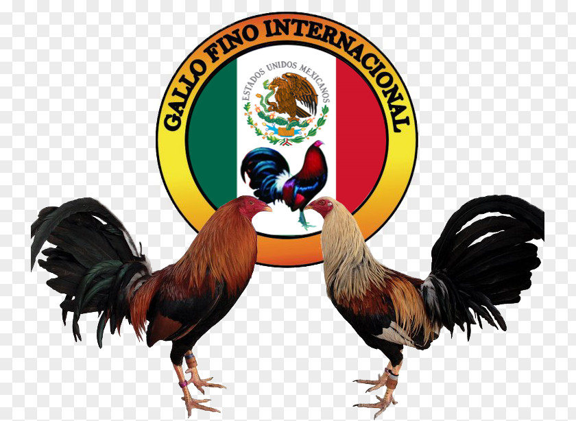 Gallos DE PELEA Gamecock Asil Chicken Cockfight Logo Painting PNG