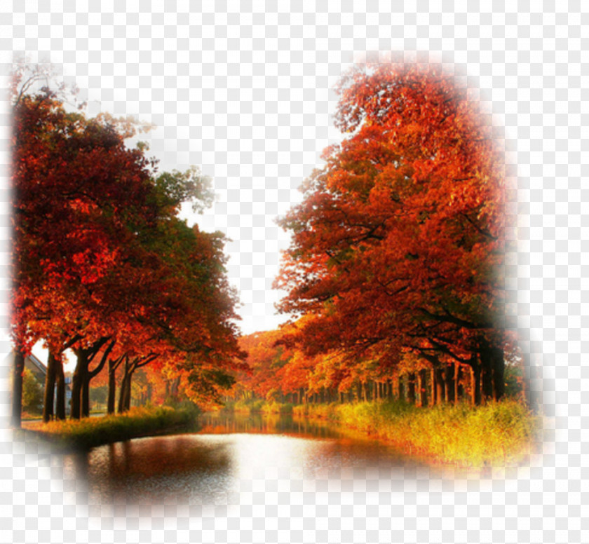 Landscape Desktop Wallpaper High-definition Television Autumn Leaf Color Video PNG