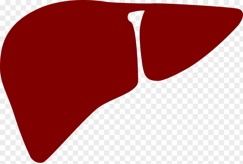 Liver Clip Art PNG