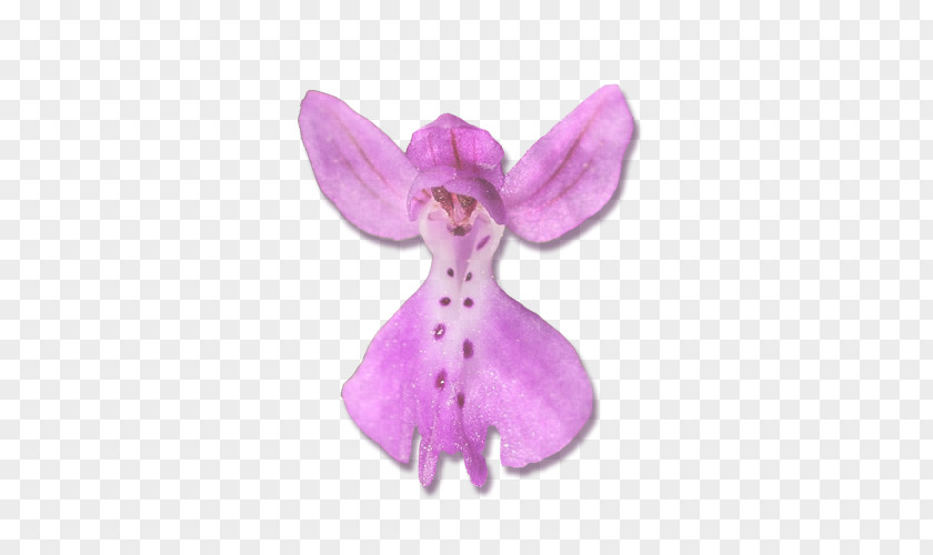 Moth Orchids Pink M Stuffed Animals & Cuddly Toys PNG
