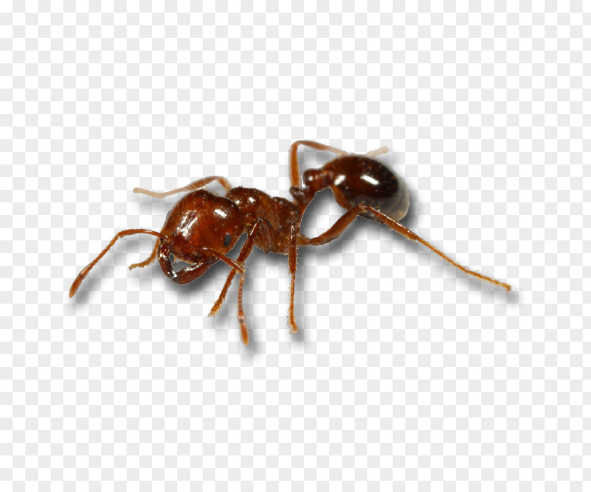 Predator Drone Red Imported Fire Ant Mosquito Black Animal Bite PNG