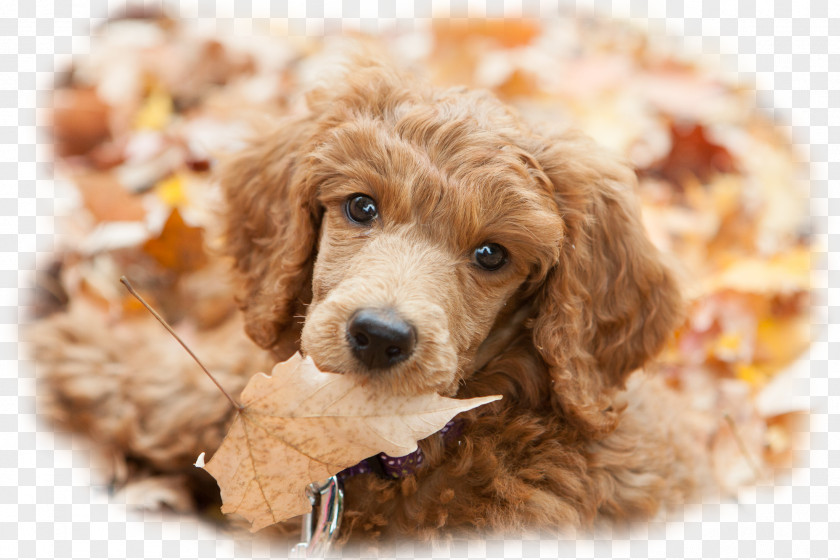 Puppy Cockapoo Miniature Poodle Cavapoo Toy PNG