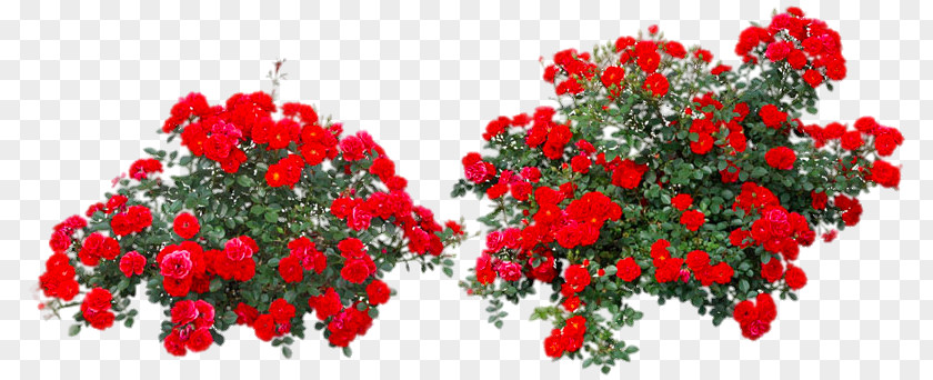 Red Rose Bushes Flower Shrub PNG