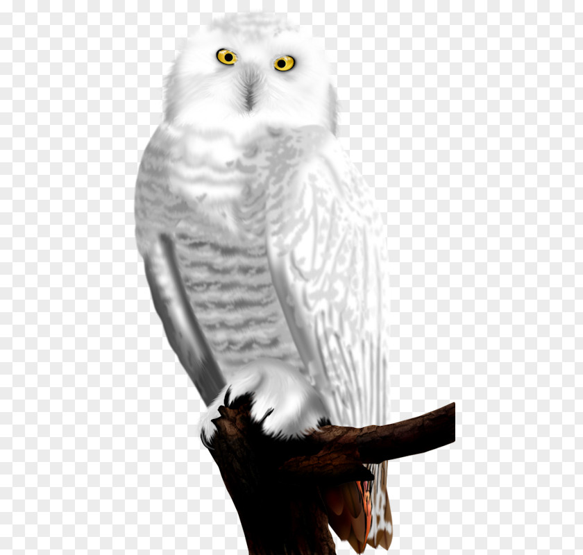 White Owl Bird ForgetMeNot Feather PNG