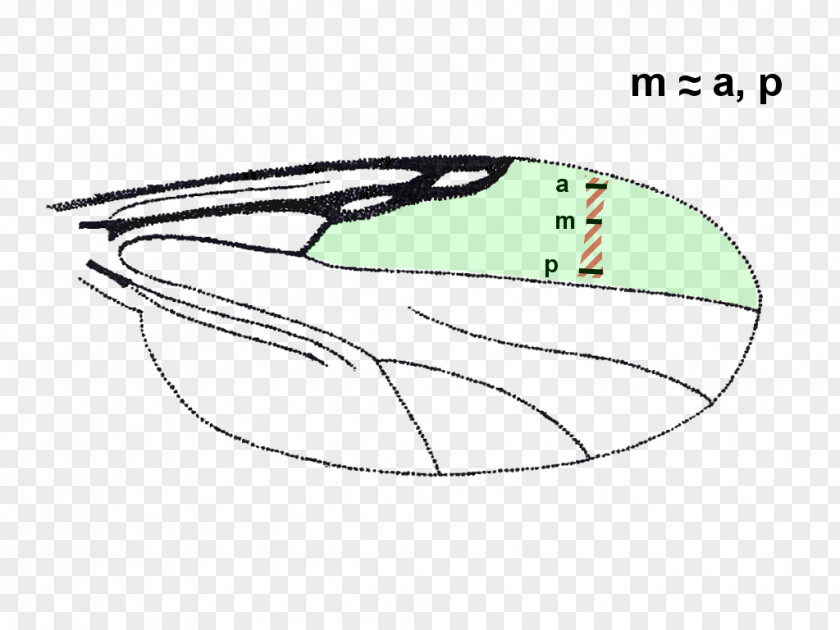 Catalogue Of Palaearctic Diptera Eye Mammal PNG