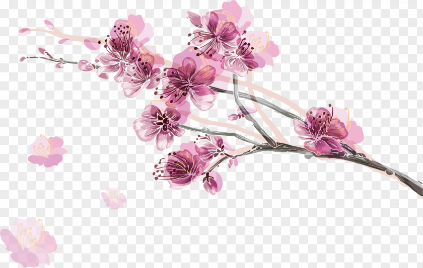 Cherry Petals Pink Color Blossom Illustration PNG