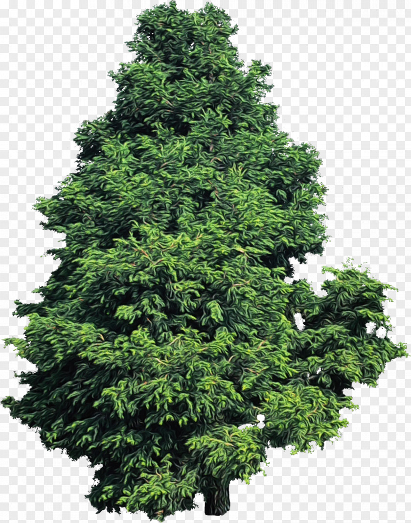 Eastern Hemlock Thuya Tree Yellow Fir Shortleaf Black Spruce Plant Woody PNG