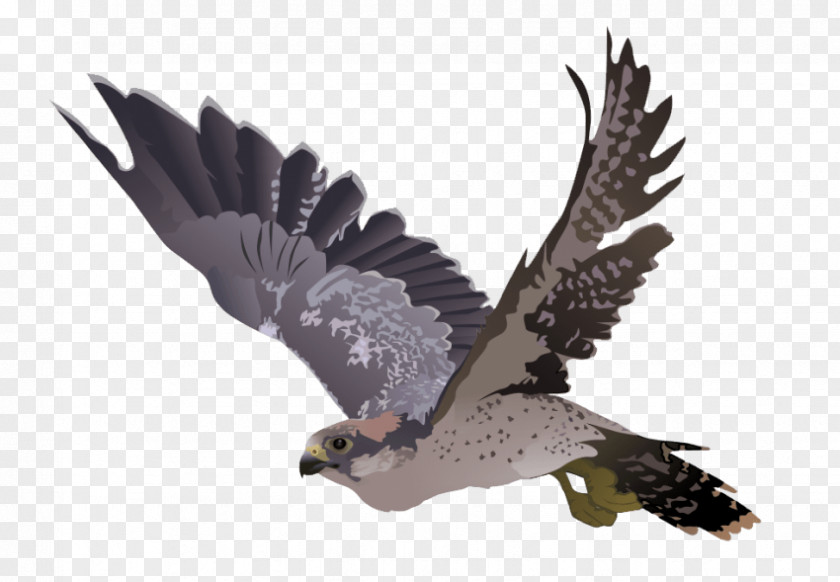 Falcon Clip Art PNG