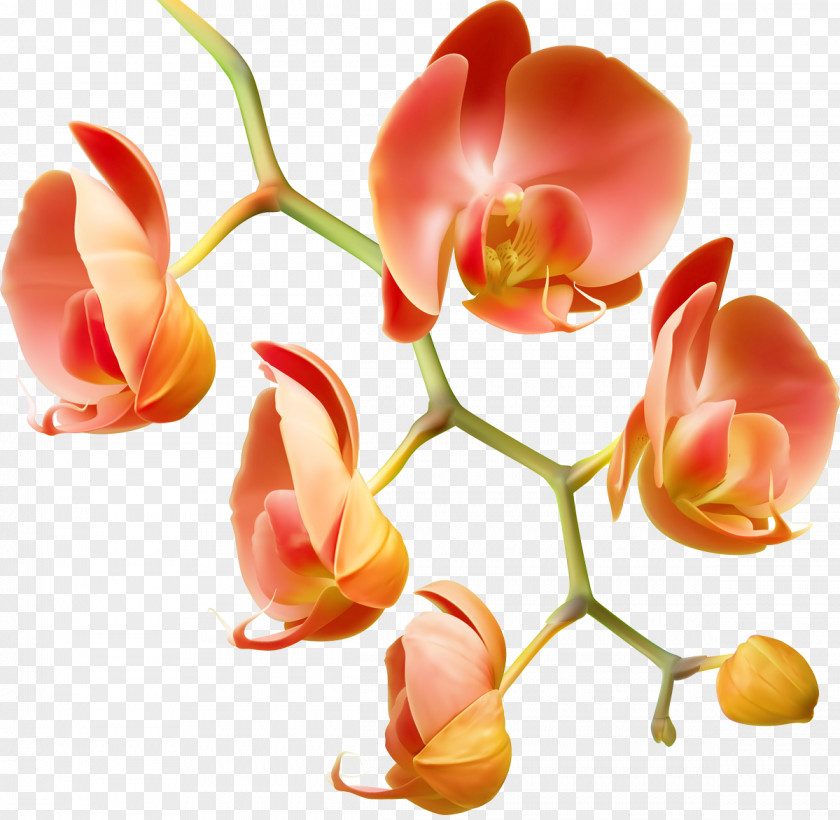 Orchid Orchids Flower Water Plant Garden Roses PNG