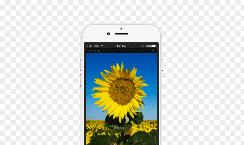 Smartphone Bee Mobile Phone Accessories Sunflower M Text Messaging PNG