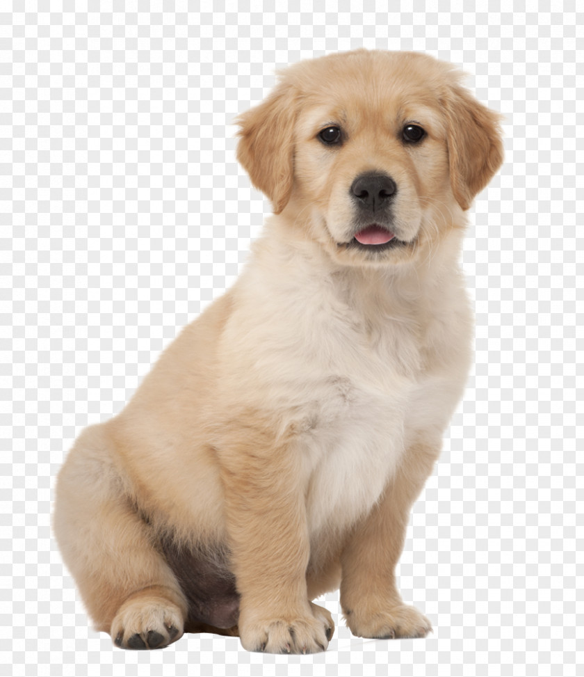 2.14 Golden Retriever Puppy Labrador Kitten PNG