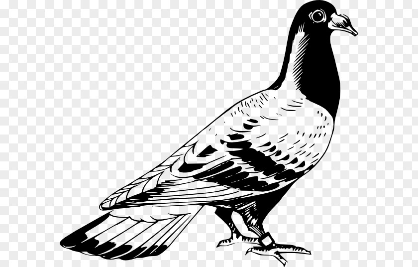 Bird Homing Pigeon English Carrier Columbidae Drawing PNG