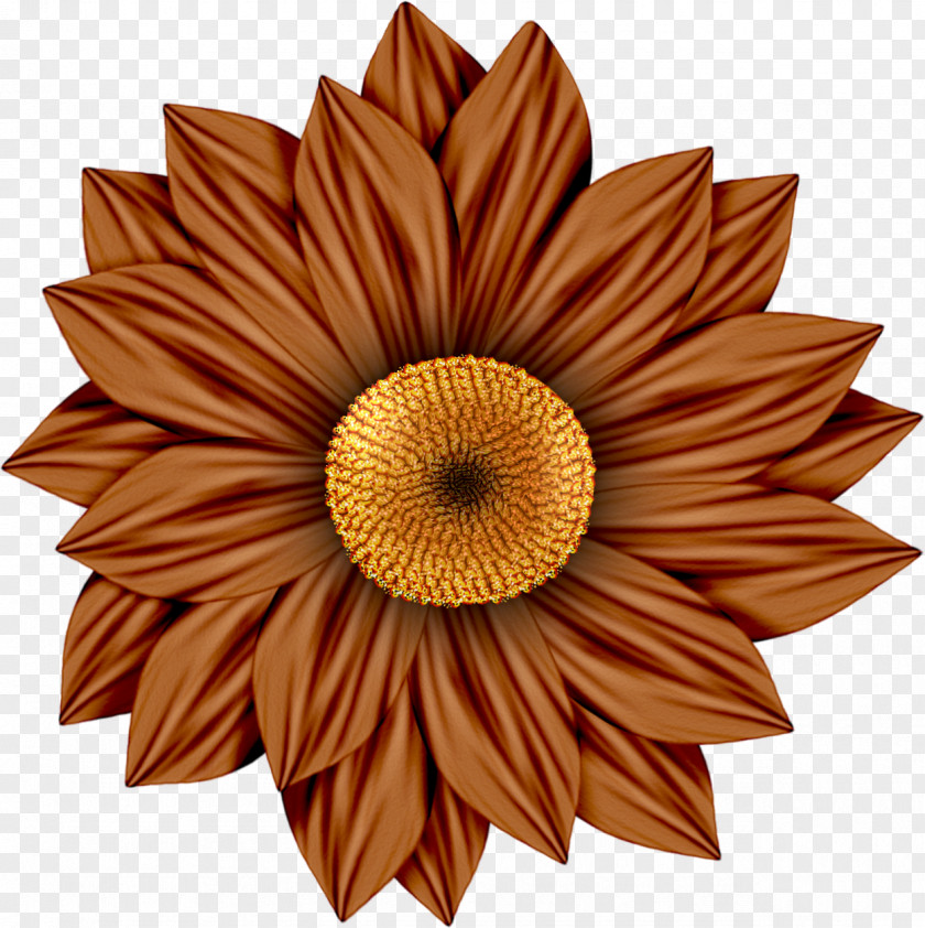 Blue Daisy Common Sunflower Family Transvaal Red Clip Art PNG