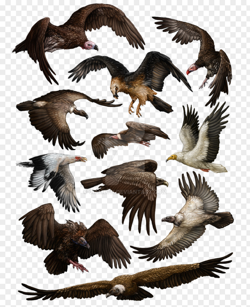 Eagle Turkey Vulture Proterosuchus Bird PNG