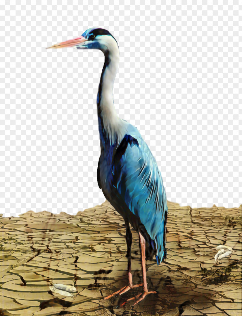 Egret Seabird Crane Bird PNG