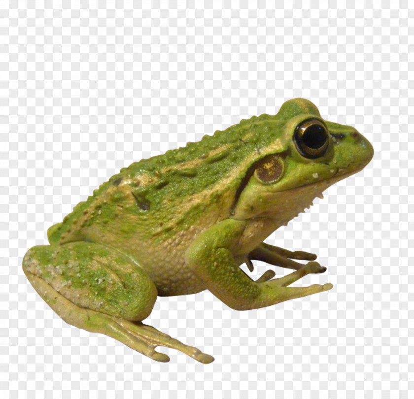 Green Frog American Bullfrog Edible Insect Toad PNG