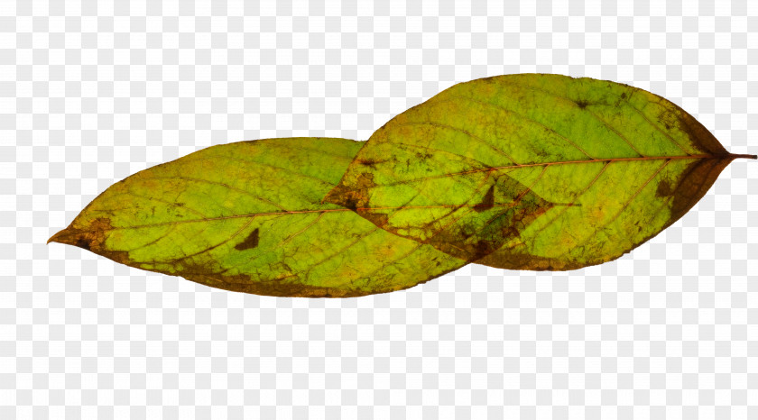 Leaf Green PNG