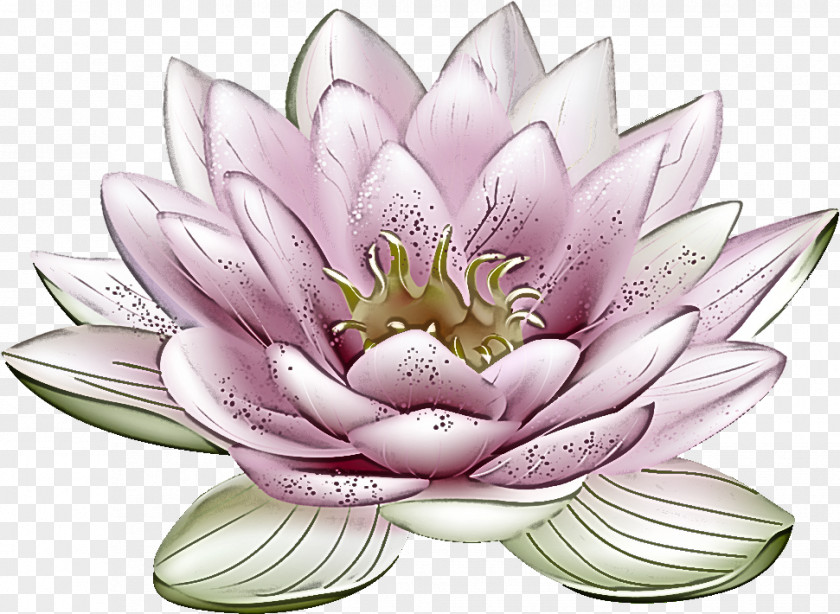 Lotus Flower PNG