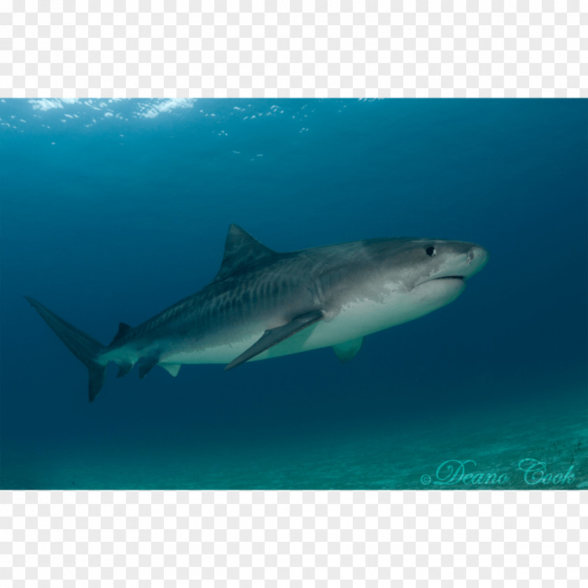 Shark Tiger Great White Hungry Evolution Requiem Lamnidae PNG