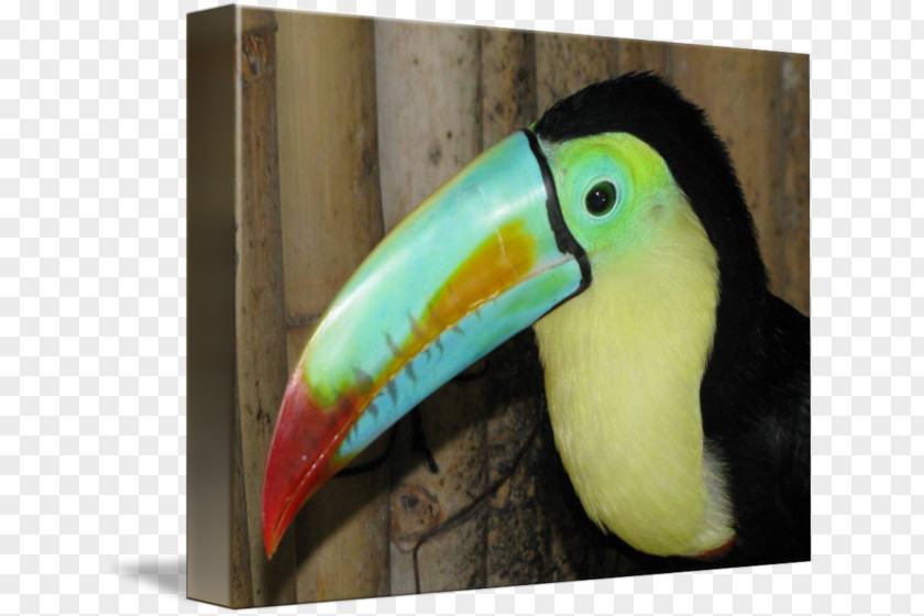Toucan Bird Piciformes Beak Fauna PNG