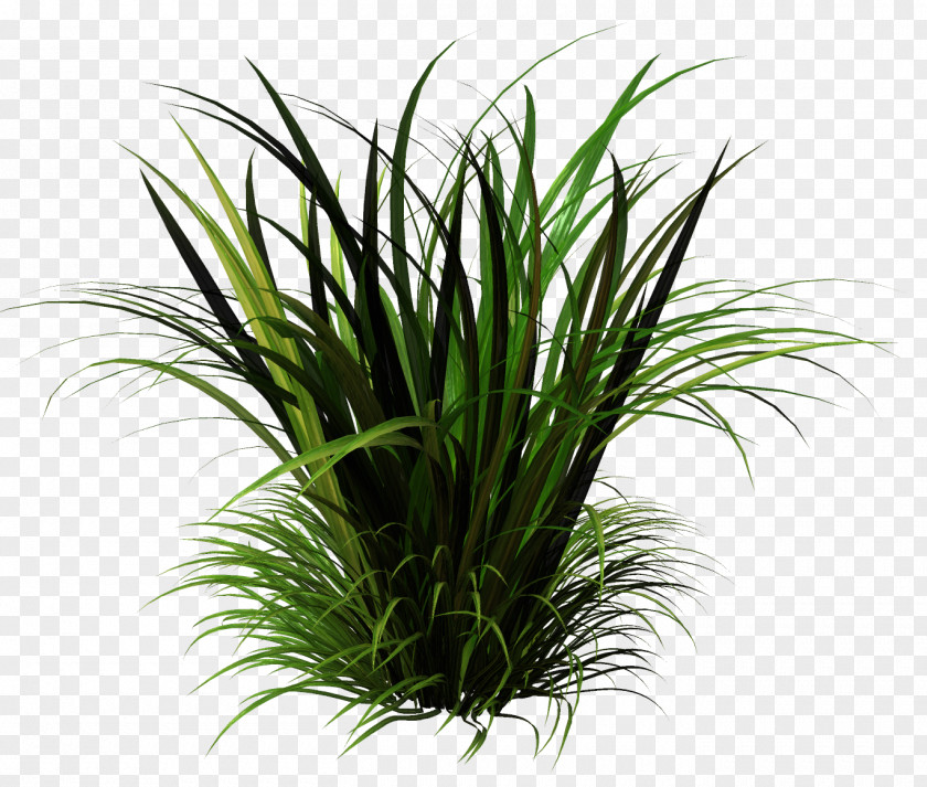 Grass Grasses Sweet Houseplant Terrestrial Plant PNG