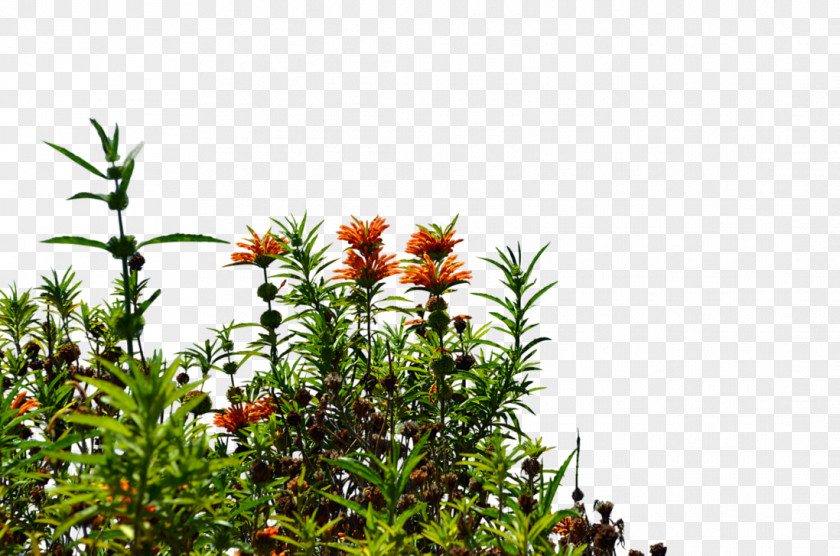 Bushes Wildflower PNG
