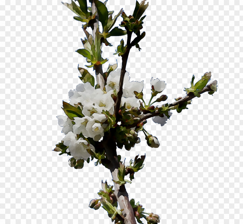 Cherry Blossom ST.AU.150 MIN.V.UNC.NR AD Prunus Cherries PNG