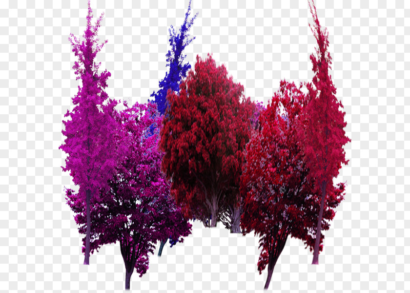 Color Garden Trees In Kind Tree Computer File PNG