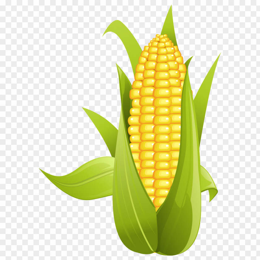 Corn On The Cob Maize Sweet Clip Art PNG