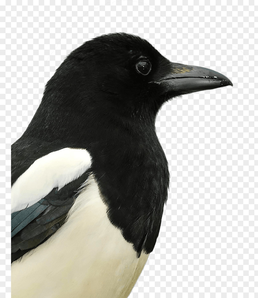 Eurasian Magpie Alserkal Avenue American Crow United Arab Emirates PNG